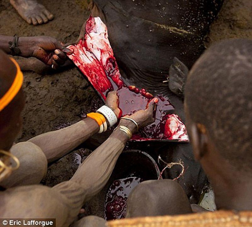 Men of an Ethiopian tribe drink blood with milk to get the title of the fattest resident of the village