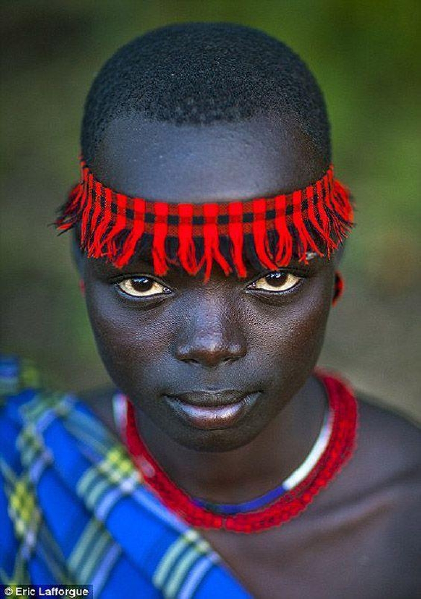 Men of an Ethiopian tribe drink blood with milk to get the title of the fattest resident of the village