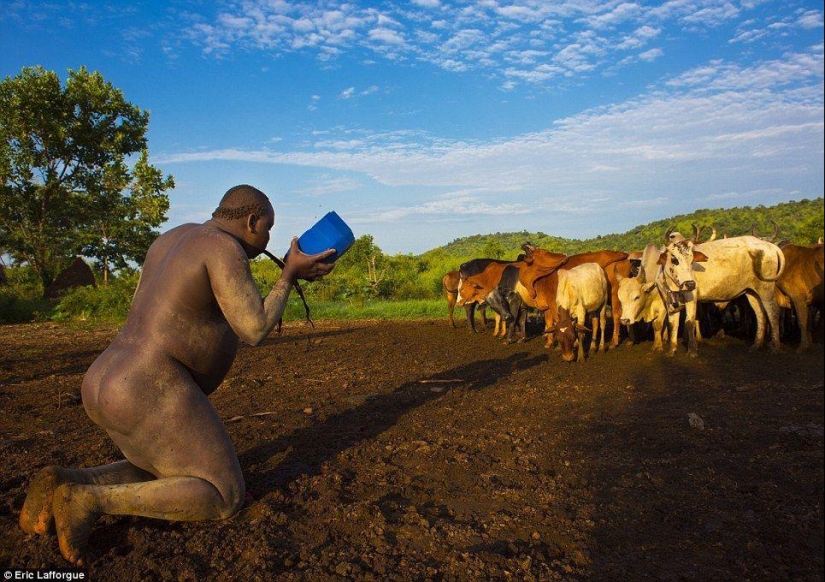 Men of an Ethiopian tribe drink blood with milk to get the title of the fattest resident of the village