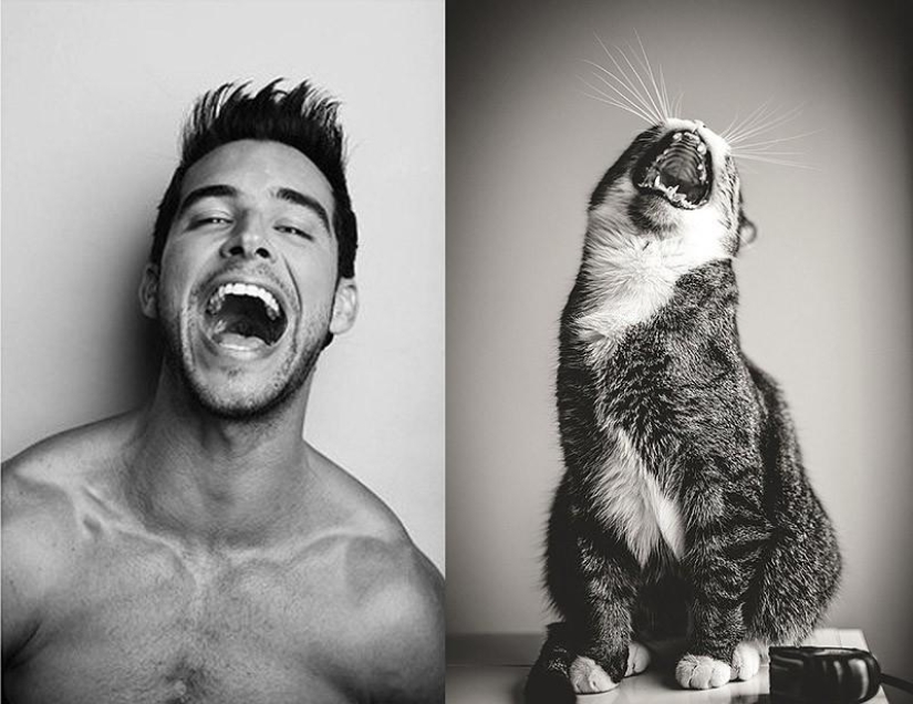 Men vs Cats