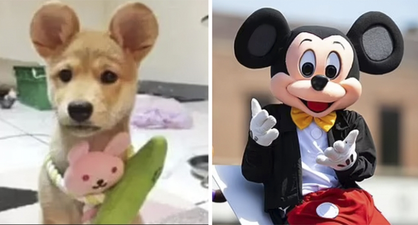Mickey Mouse ears: People mutilate their dogs and cats to make them cute