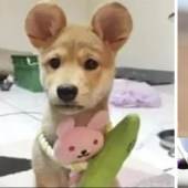 Mickey Mouse ears: People mutilate their dogs and cats to make them cute