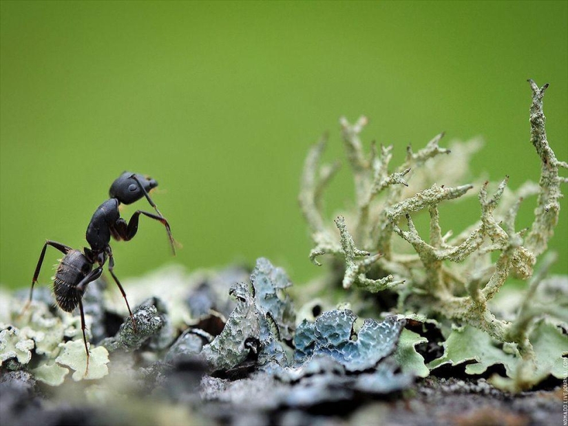 Microcosm of Baikal