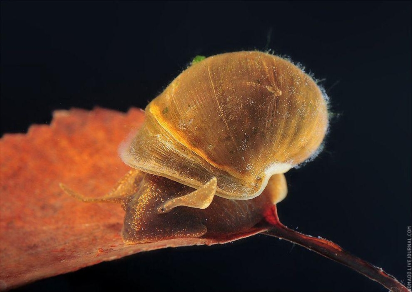 Microcosm of Baikal