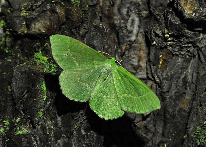 Microcosm of Baikal