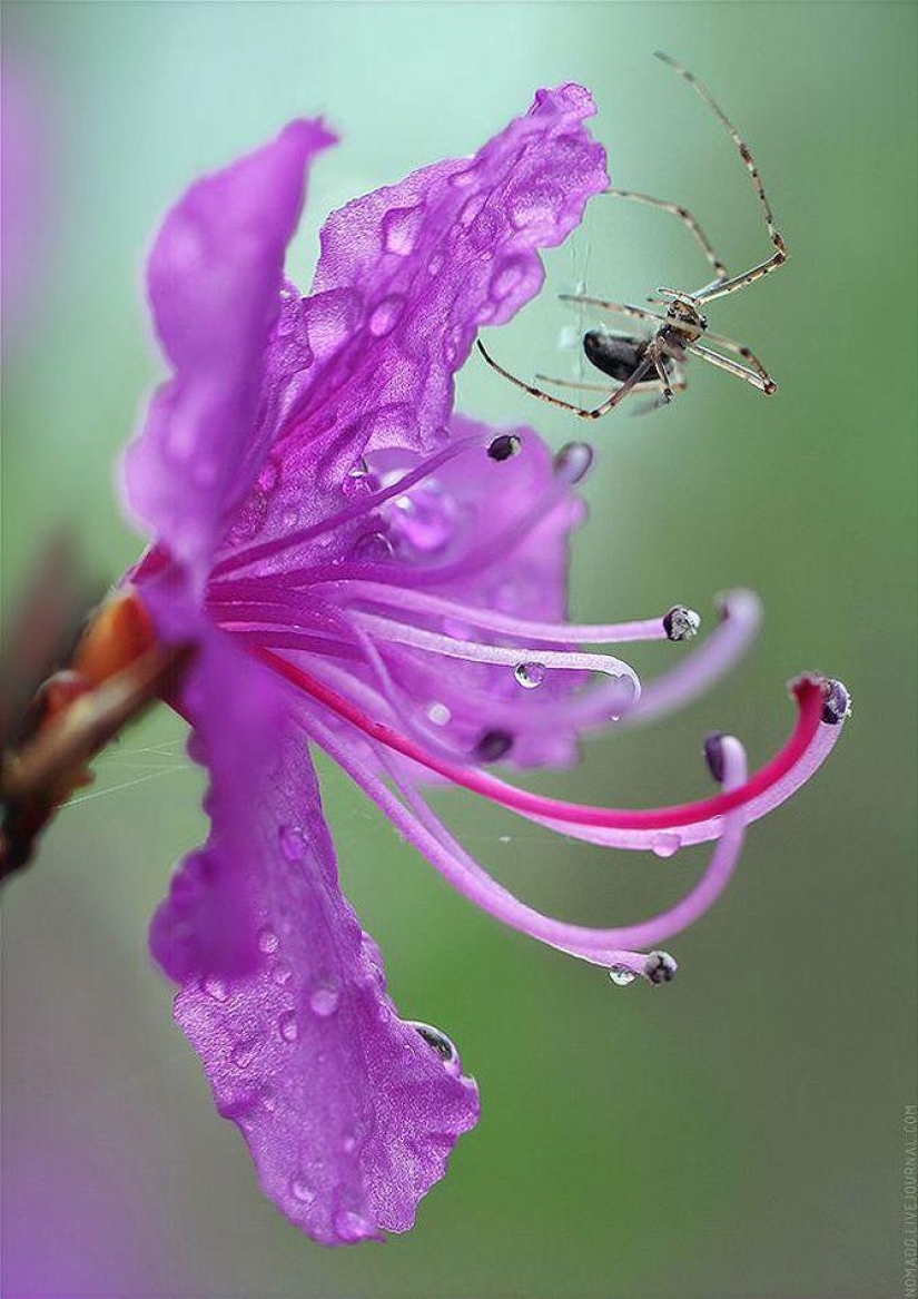 Microcosm of Baikal