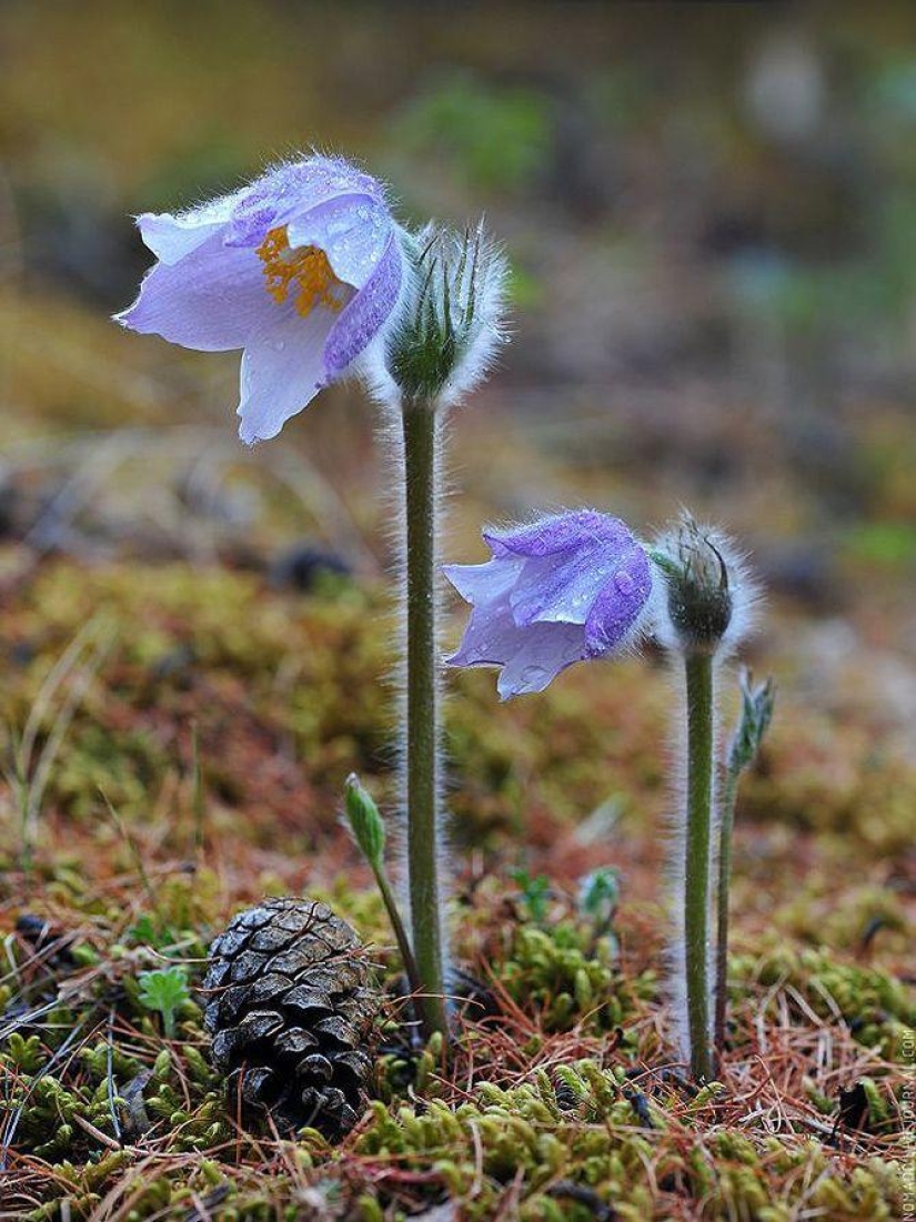 Microcosm of Baikal