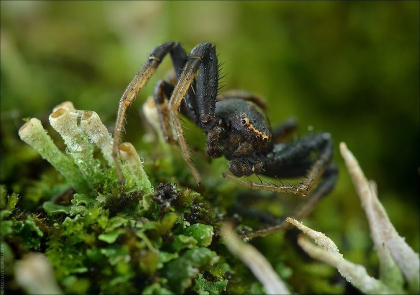 Microcosm of Baikal