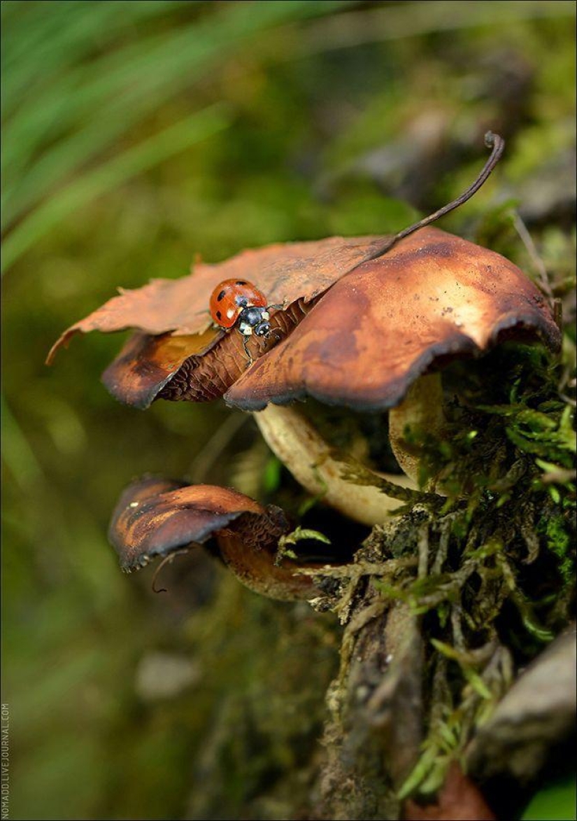 Microcosm of Baikal