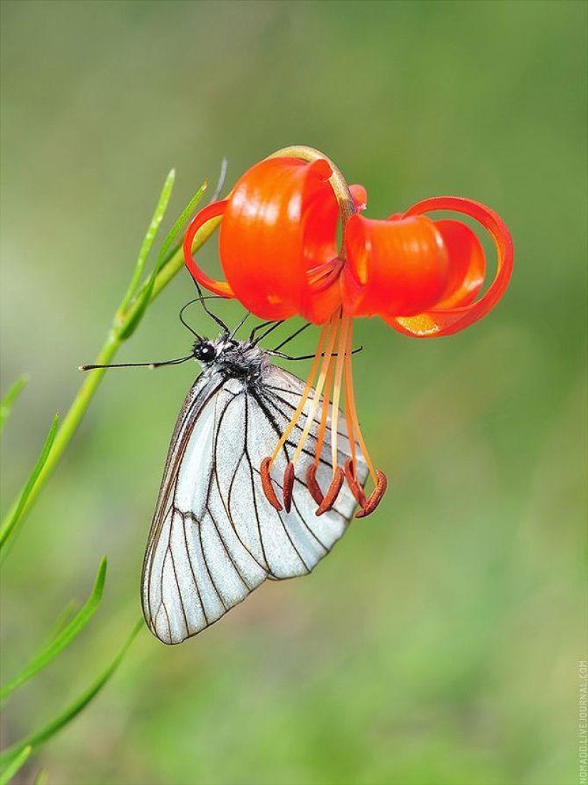 Microcosmos de Baikal