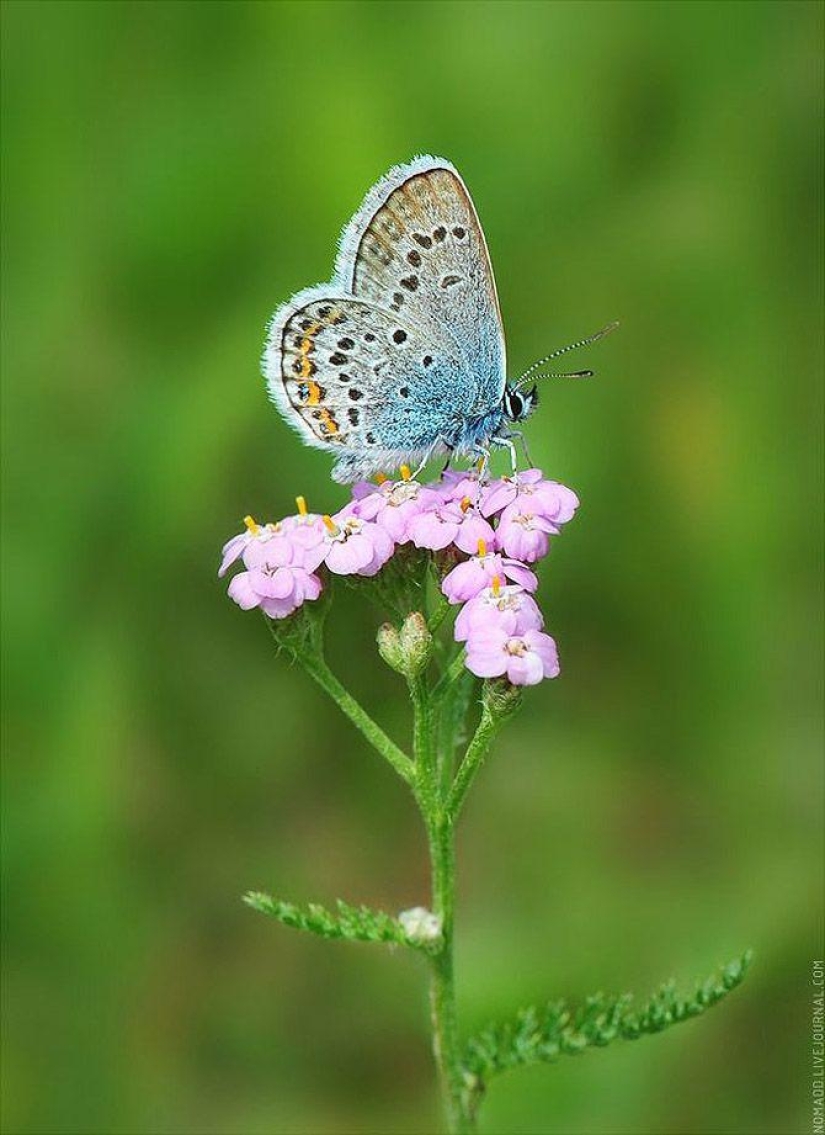 Microcosmos de Baikal