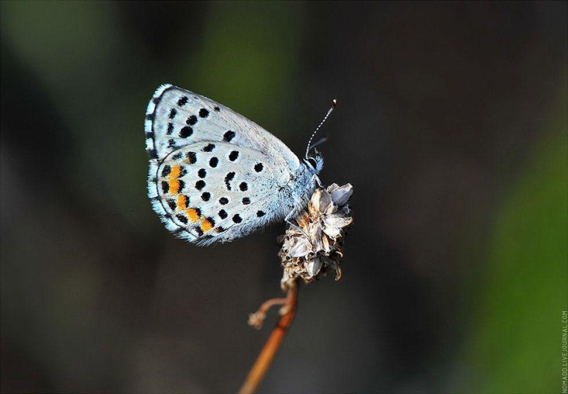 Microcosmos de Baikal