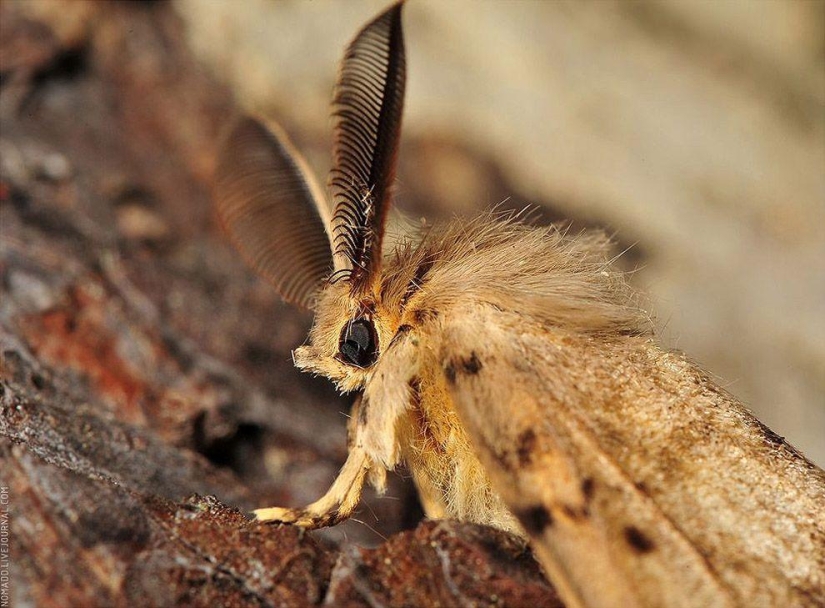 Microcosmos de Baikal