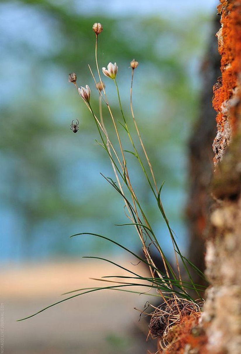 Microcosmos de Baikal