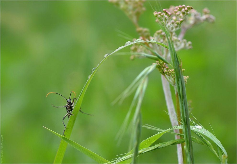 Microcosmos de Baikal