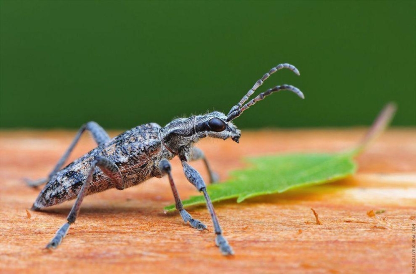 Microcosmos de Baikal