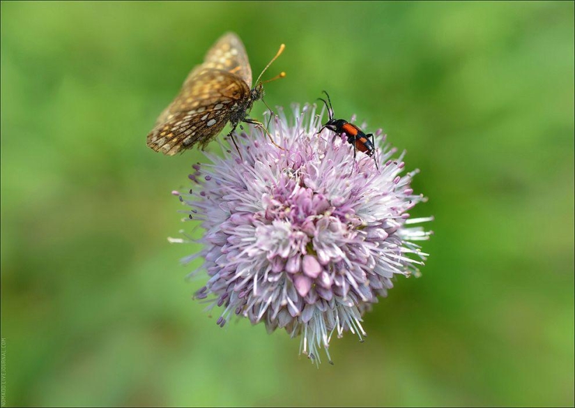 Microcosmos de Baikal