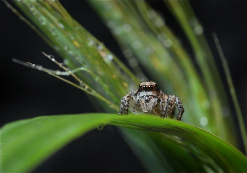 Microcosmos de Baikal