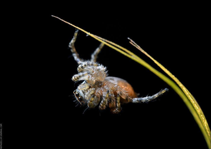 Microcosmos de Baikal