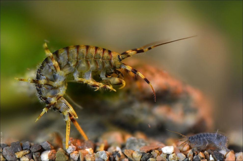 Microcosmos de Baikal