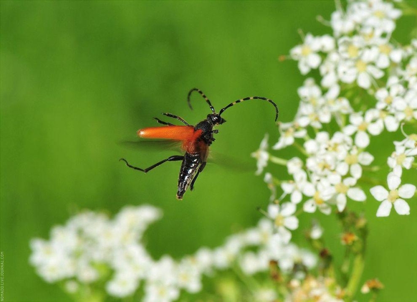 Microcosmos de Baikal