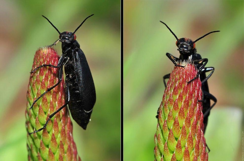 Microcosmos de Baikal