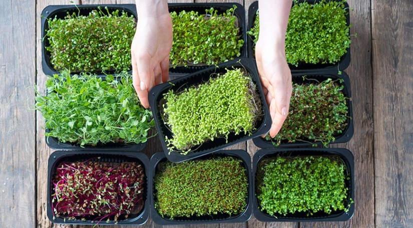 Microgreens - how to grow crops, benefits and harms