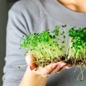 Microgreens - how to grow crops, benefits and harms