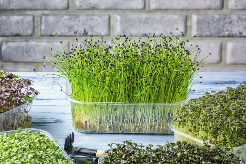 Microgreens - how to grow crops, benefits and harms