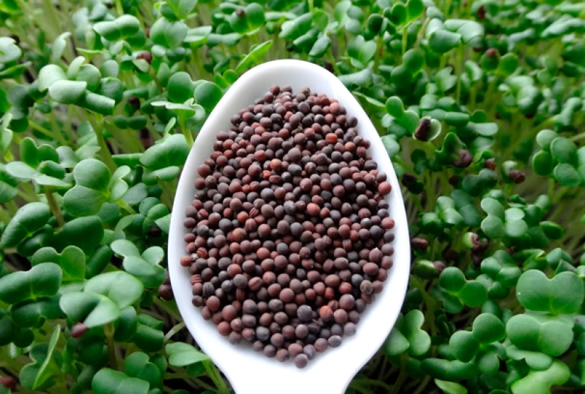 Microgreens - how to grow crops, benefits and harms