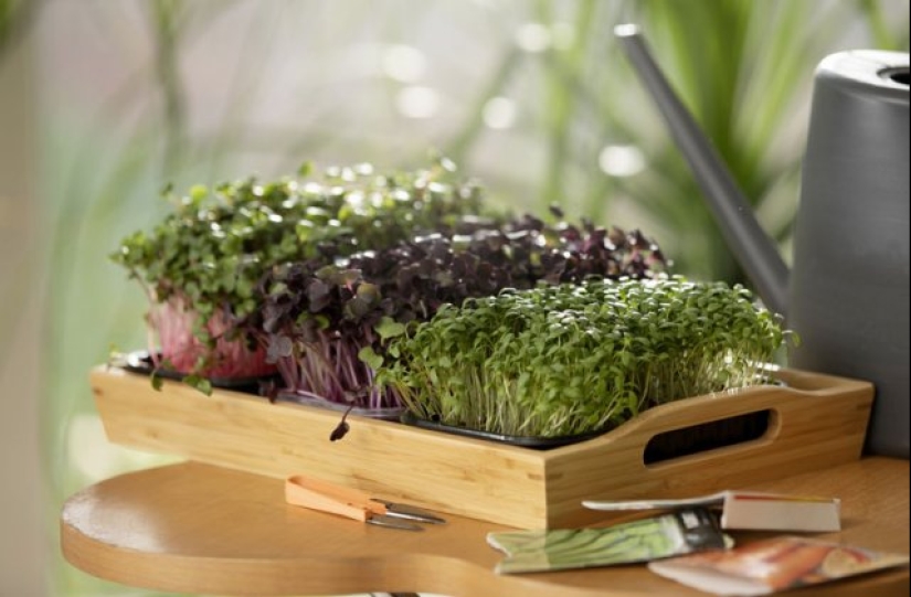 Microgreens - how to grow crops, benefits and harms