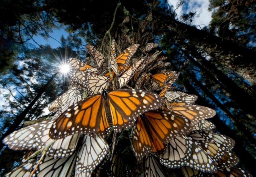 Migración de mariposas monarca