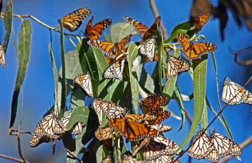 Migración de mariposas monarca