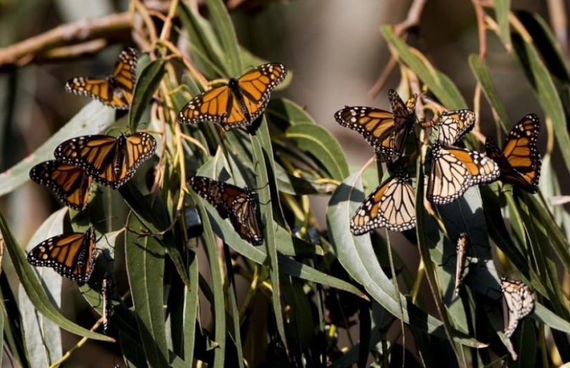 Migración de mariposas monarca