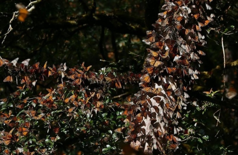 Migración de mariposas monarca