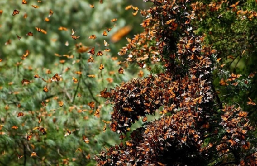 Migración de mariposas monarca