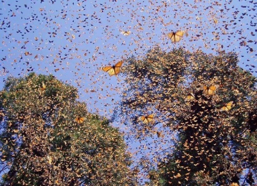 Migración de mariposas monarca