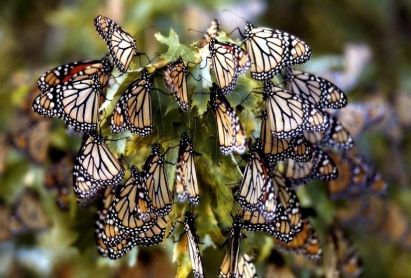 Migración de mariposas monarca