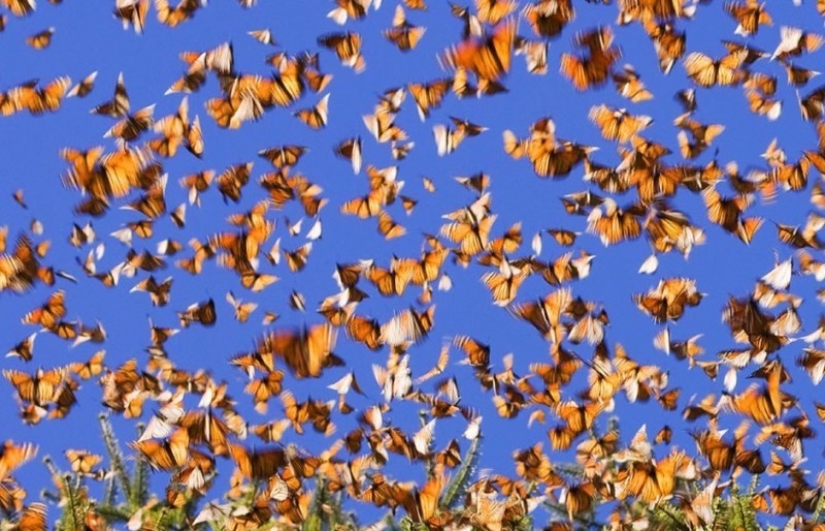 Migración de mariposas monarca