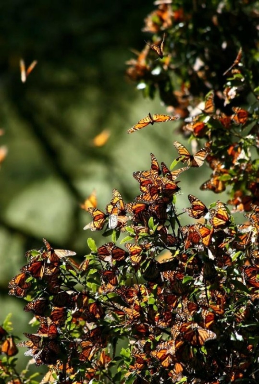 Migración de mariposas monarca