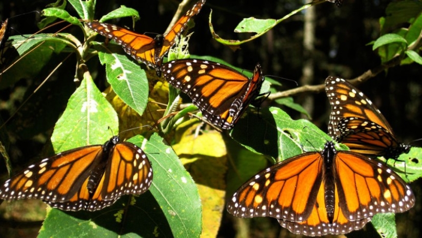 Migración de mariposas monarca