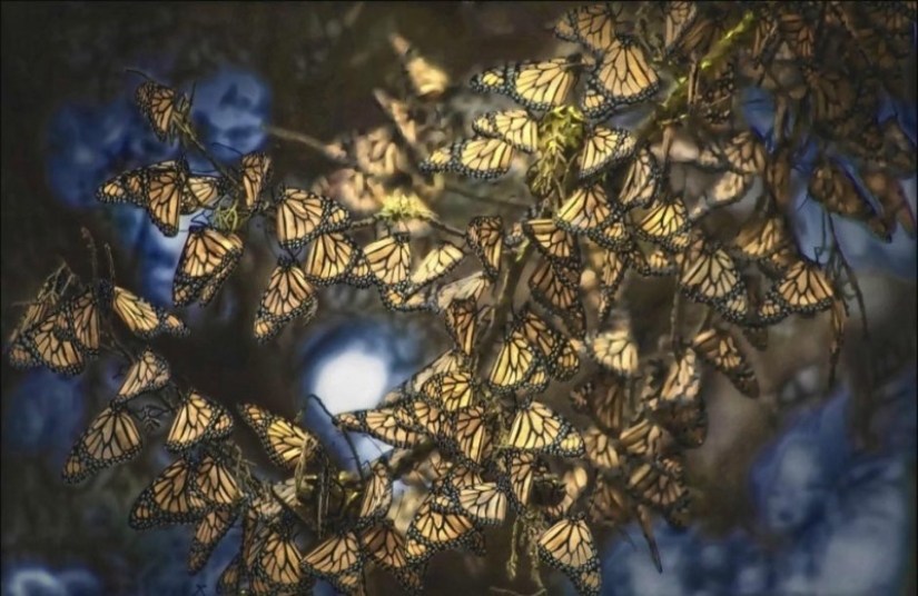 Migración de mariposas monarca