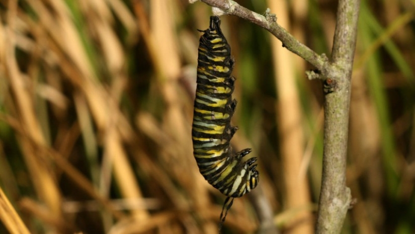 Migración de mariposas monarca