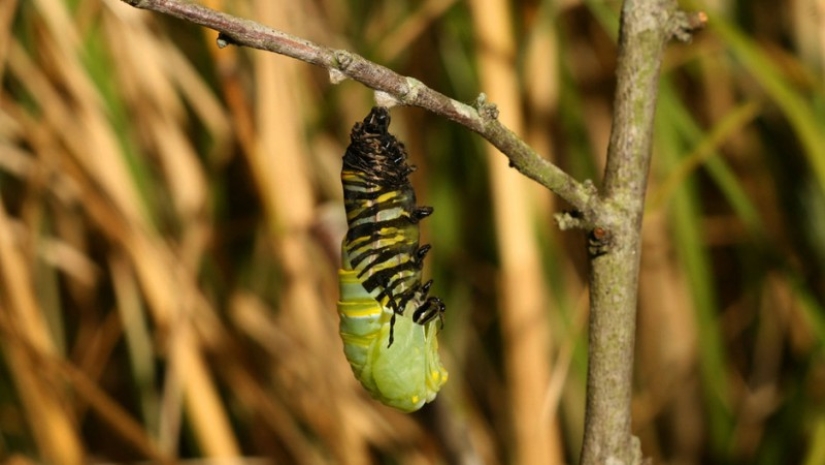 Migración de mariposas monarca