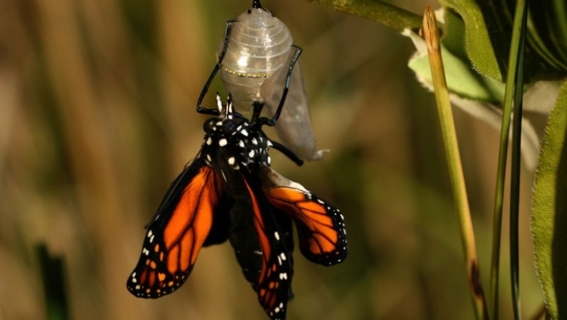 Migración de mariposas monarca