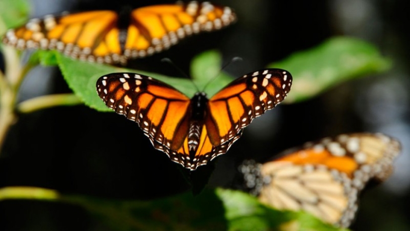 Migración de mariposas monarca