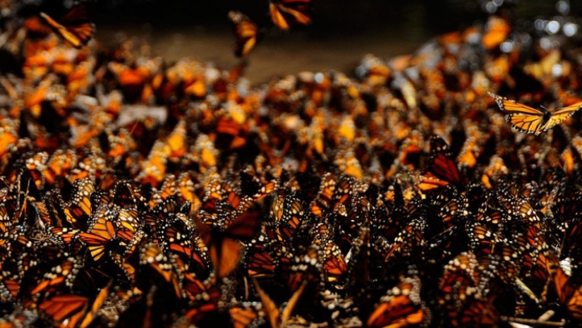 Migración de mariposas monarca