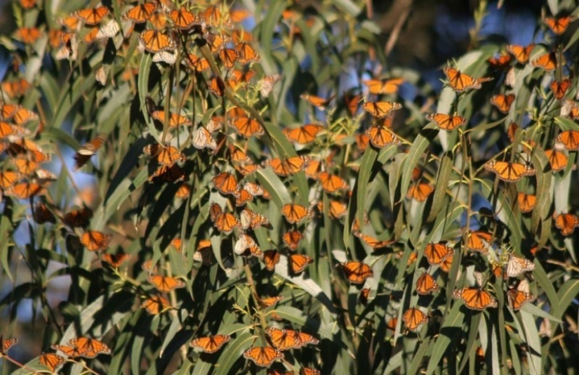 Migration of monarch butterflies