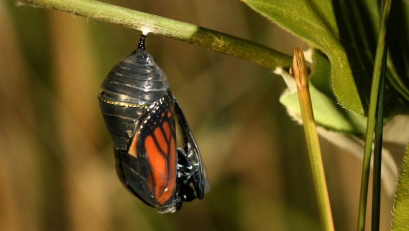 Migration of monarch butterflies