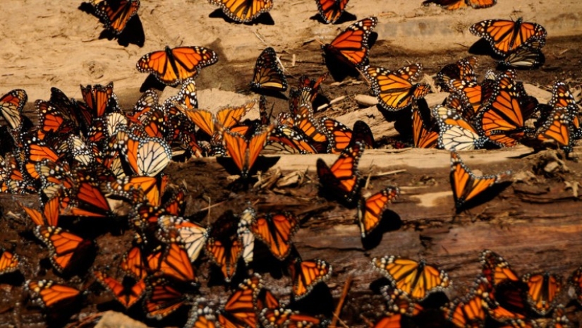 Migration of monarch butterflies